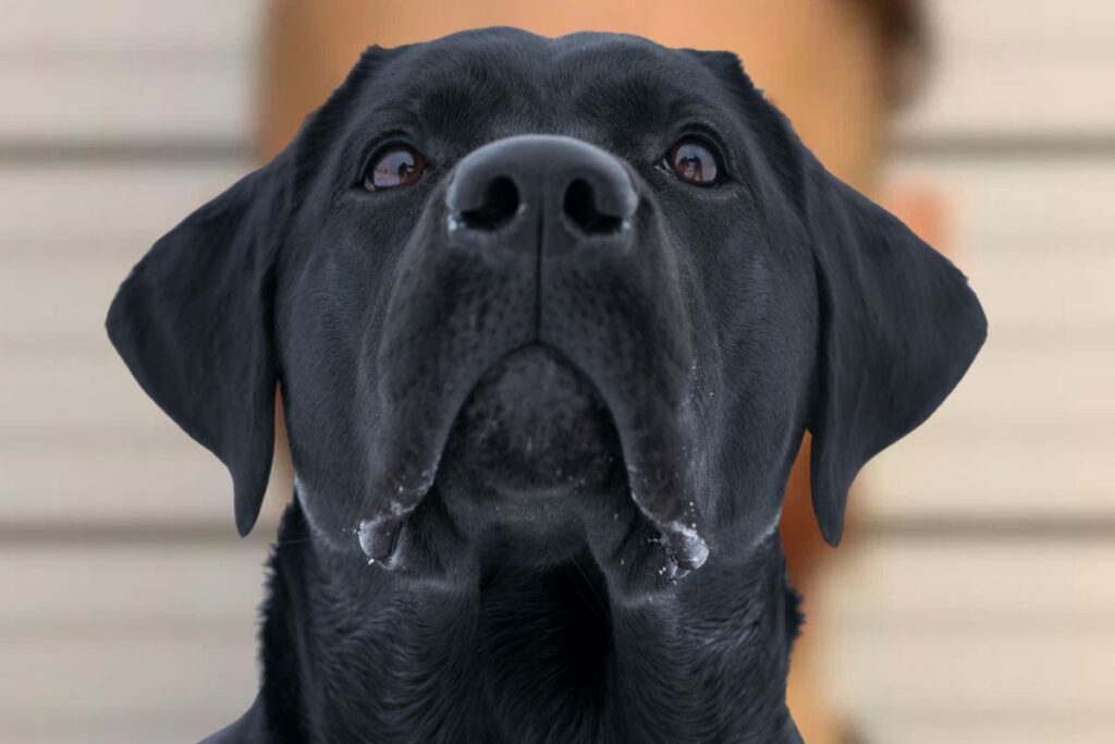 SIGNS: Man Sexually Assaults Dog, Posts Online & Gets Arrested SIGNS: Man Sexually Assaults Dog, Posts Online & Gets Arrested